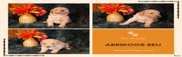 Kruising honden te koop: Multigen Bernedoodle Medium pups beschikbaar - Advertentie 15