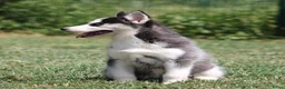 Siberische Husky honden te koop: Husky pup - Advertentie 2