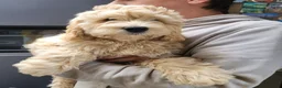 Australian Labradoodle honden te koop: Aust. Labradoodle – sociaal&hypoallergeen - Advertentie 13