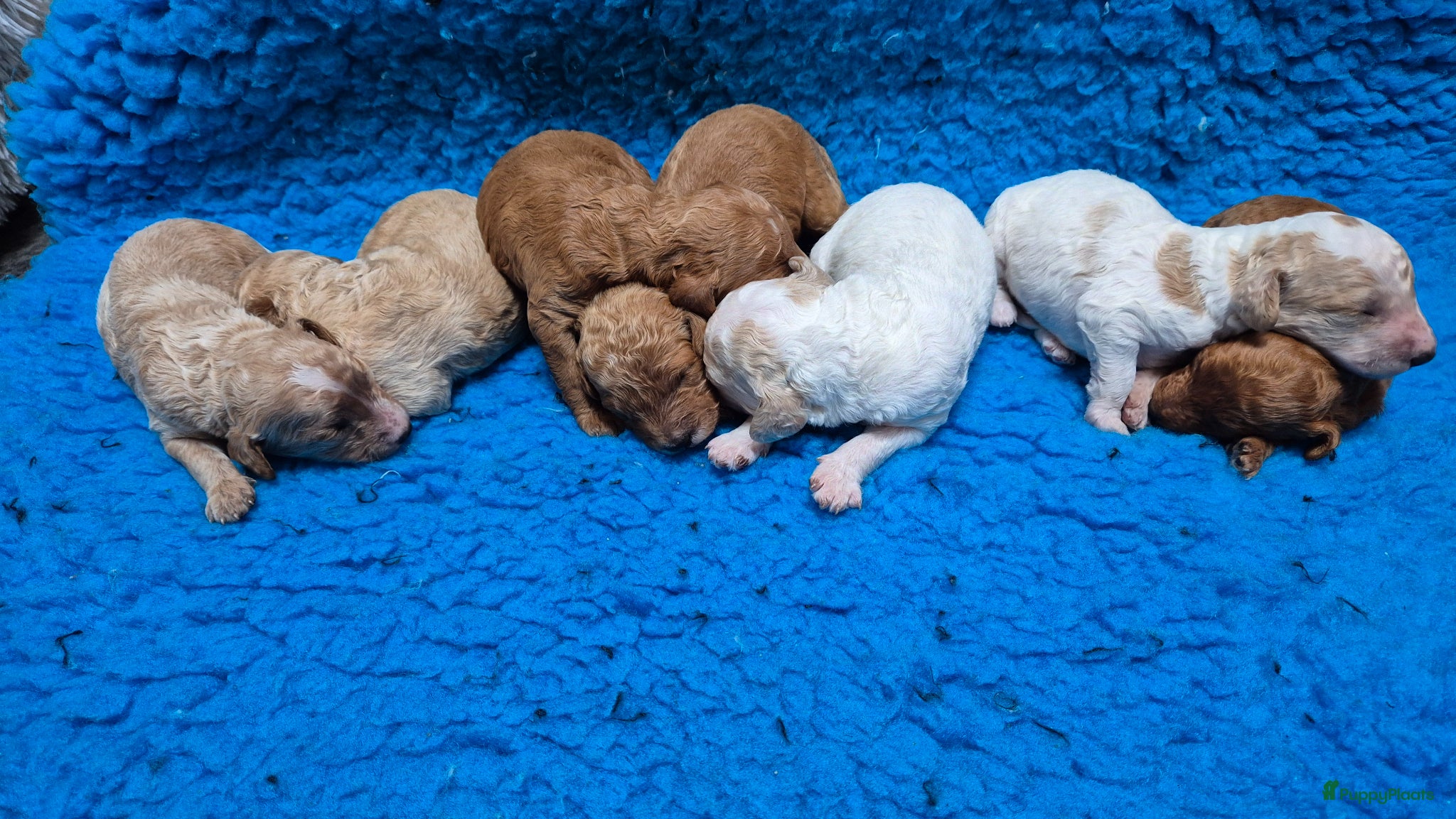 Cockapoo honden Cockapoo F2b pups - Advertentie 1
