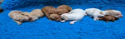 Cockapoo honden te koop: Cockapoo F2b pups - Advertentie 1