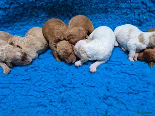 Cockapoo honden Cockapoo F2b pups - Advertentie 1