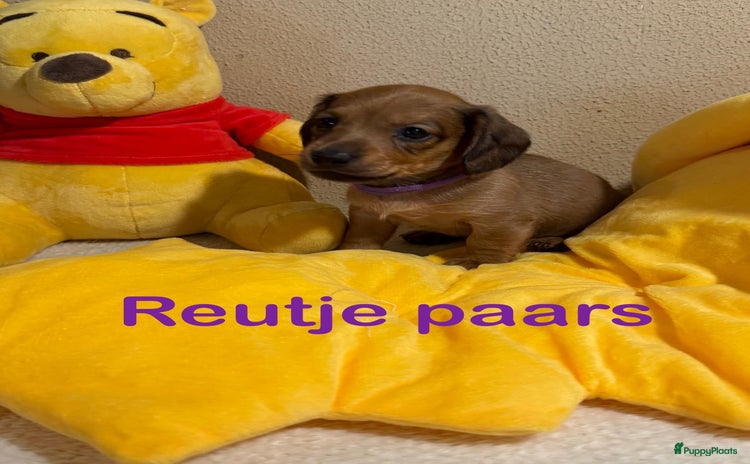 Teckel (langhaar) honden - Advertentie 1