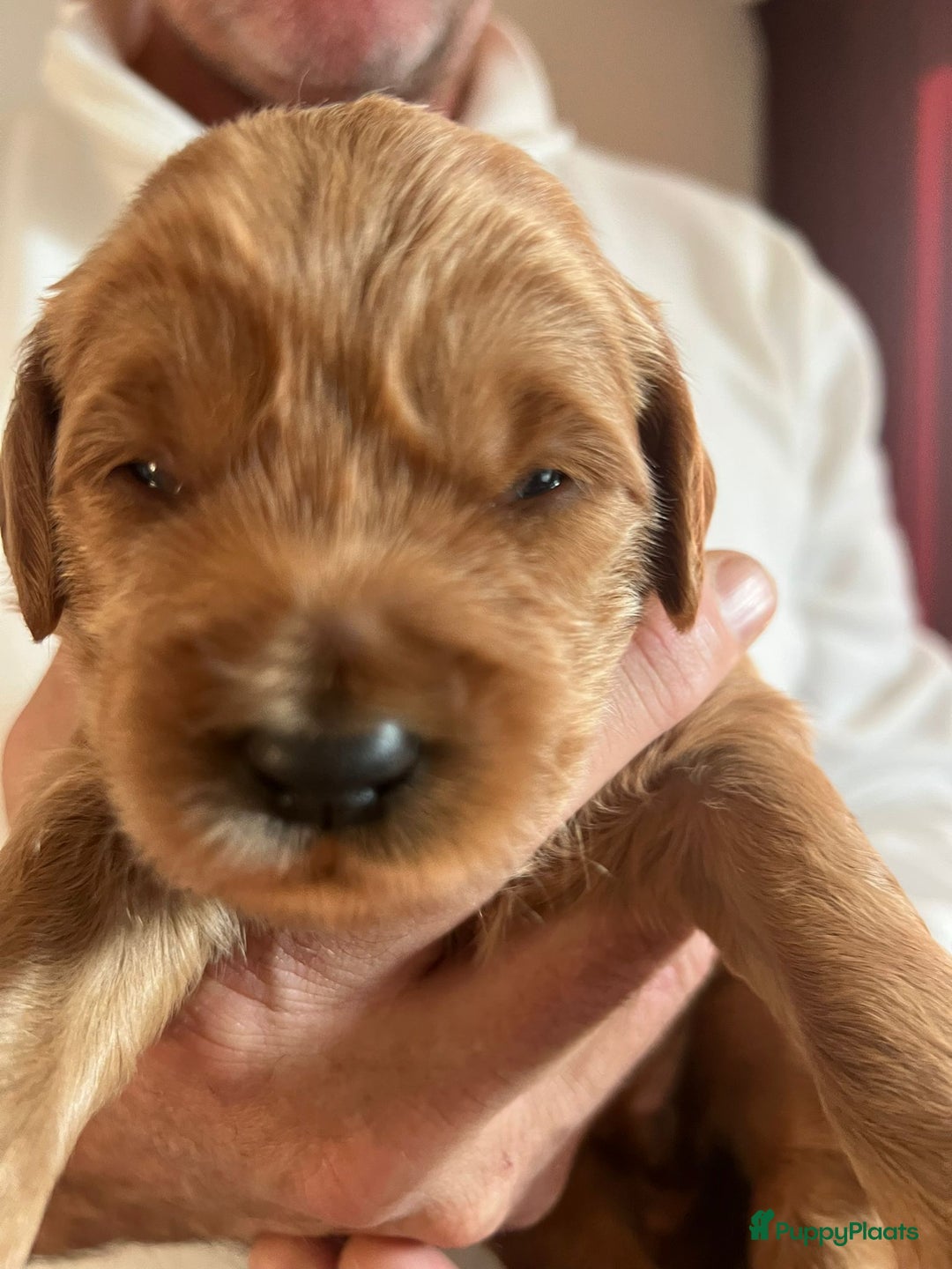 Kruising honden te koop: Labradoodle pups - Advertentie 5