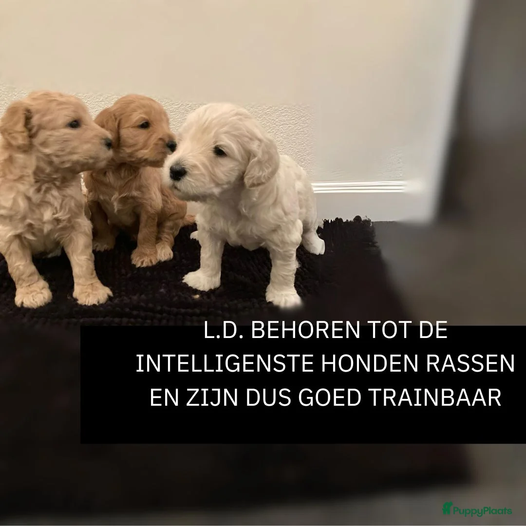 Kruising honden te koop: WACHTLIJST: Labradoodle × Australian Labradoodle - Advertentie 5