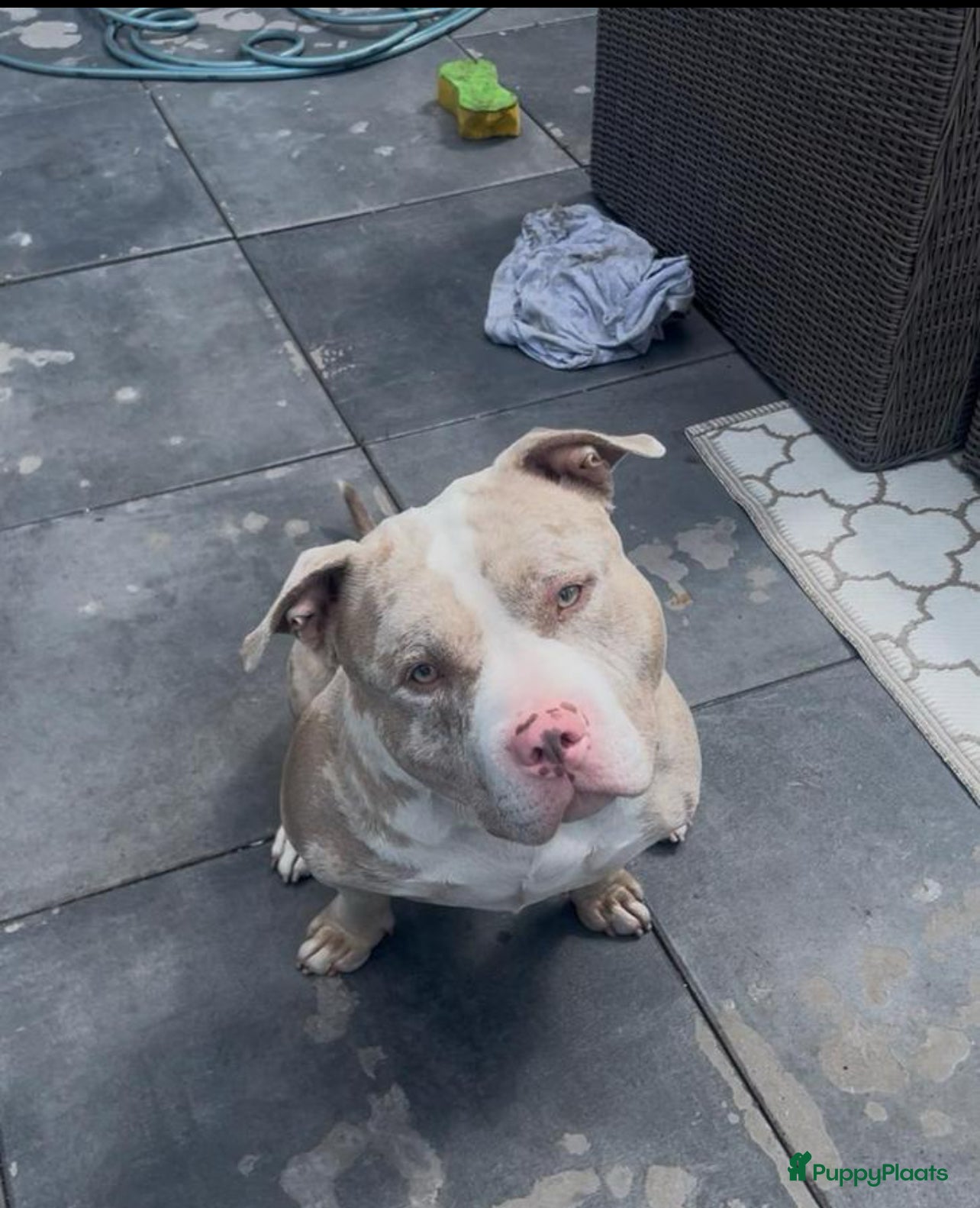 Amerikaanse Bully honden Amerikaanse bully standard dekreu - Advertentie 2