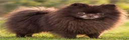 Pomeriaan honden te koop: Prachtige pomeriaan puppy's - Advertentie 5