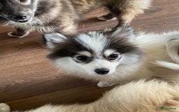 Pomsky honden te koop: F2 Pomsky pups in Zeewolde - Afbeelding 3