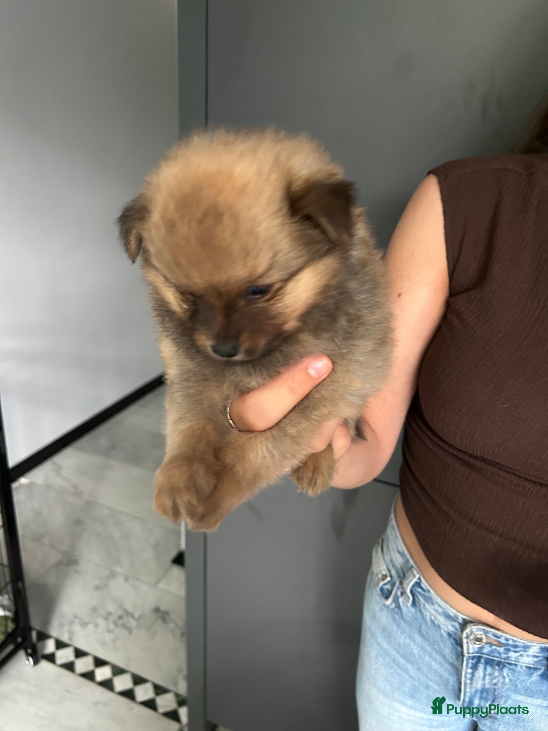 Pomchi honden te koop: Pomchi pups - Afbeelding 8