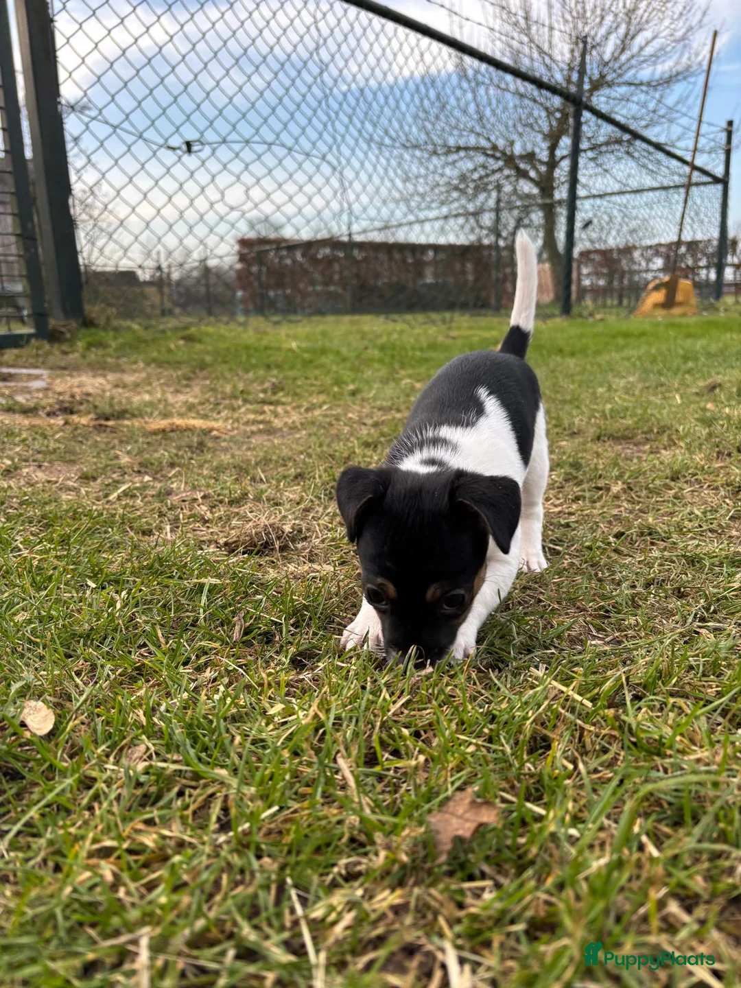 Jack Russel Terriër honden te koop: Jack Russel pup teefje - Advertentie 9