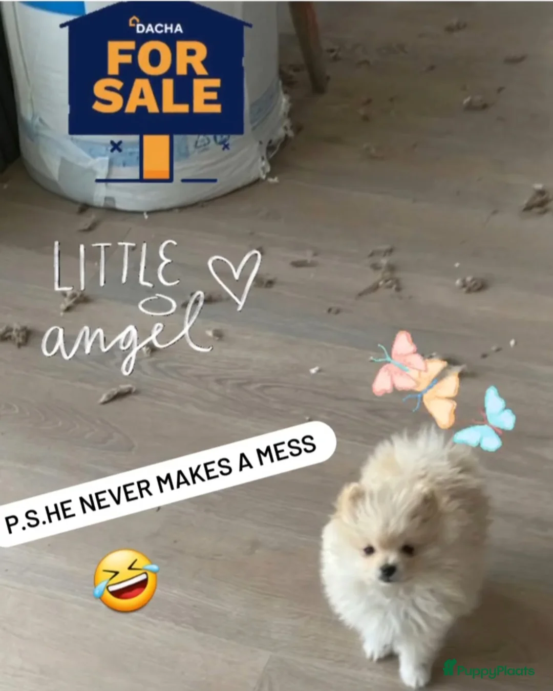Pomeriaan honden te koop: Pomeranian puppy te koop - Advertentie 9