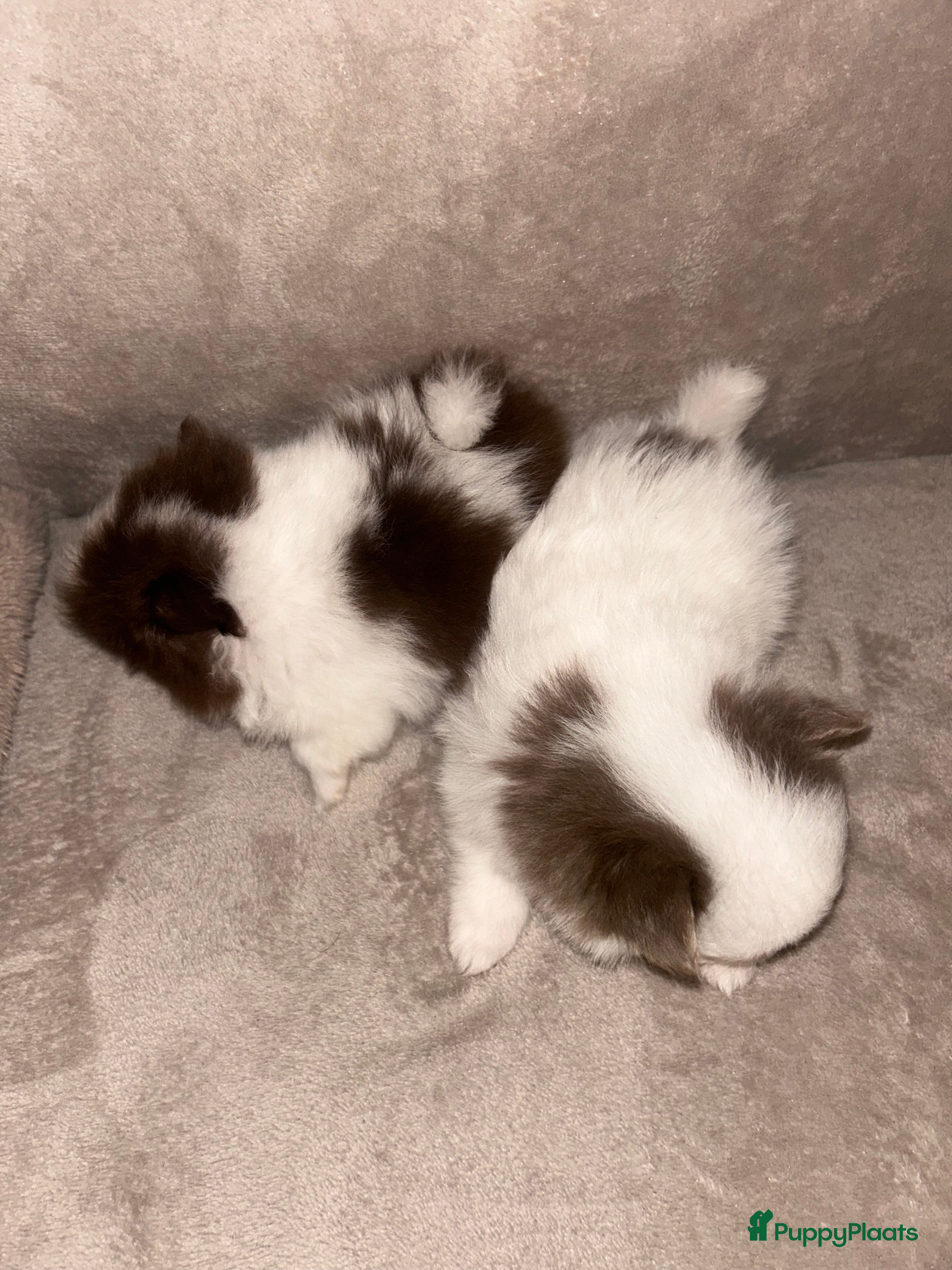 Pomchi honden Kleine pomchi pups 75% pomeranian 25% chihuahua - Advertentie 2