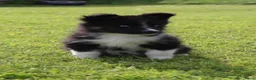 Kruising honden te koop: Prachtige dutch Laika's  - Advertentie 17