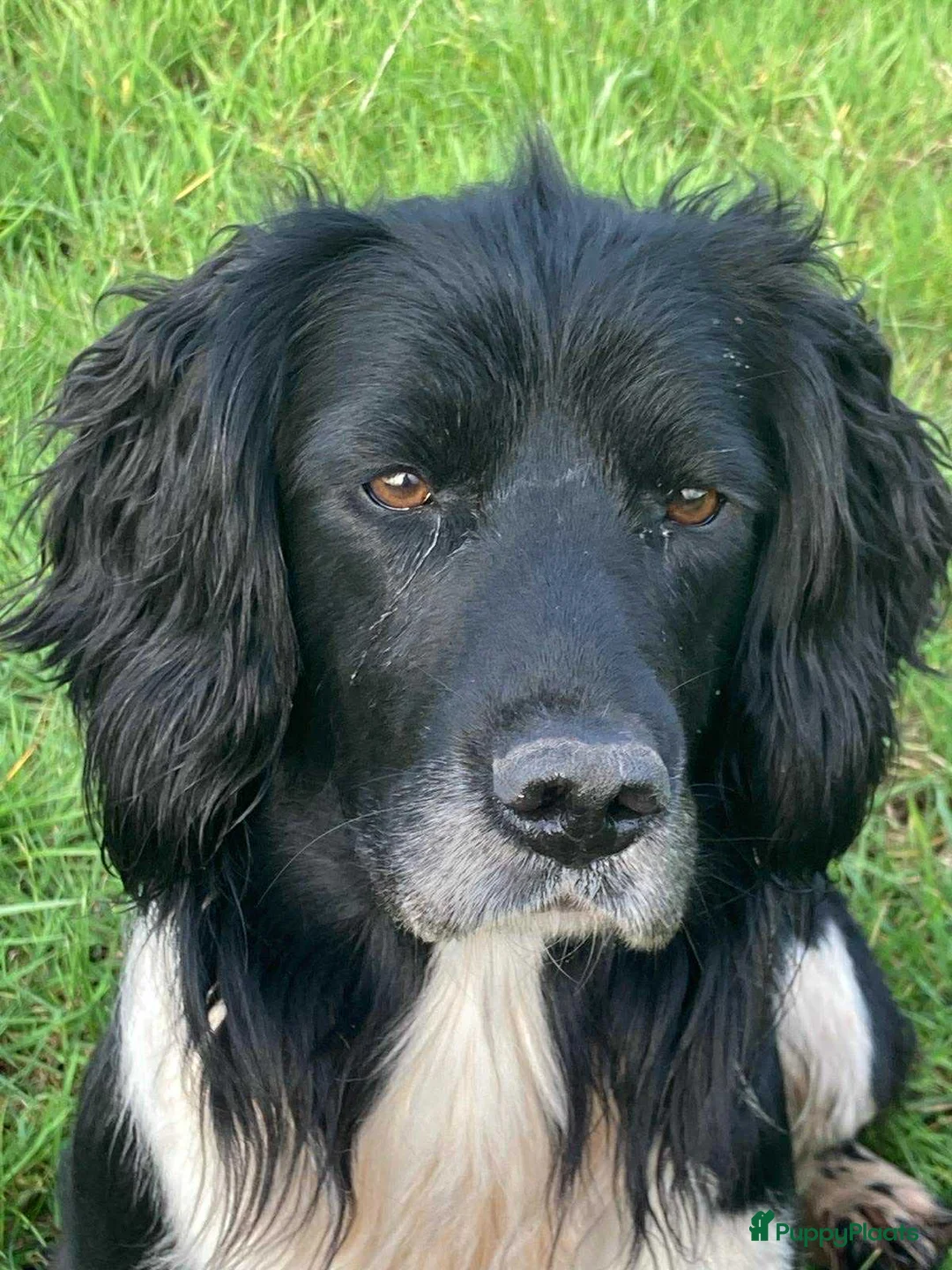 Engelse Springer Spaniel honden te koop: Engelse Springers Spaniel - Advertentie 12