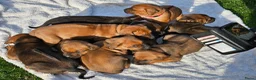 Kruising honden te koop: Mooie lieve pups kruising x Rhodesian Ridgeback in Kesteren - Advertentie 9