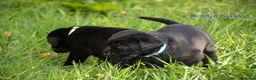 Goldador honden te koop: Lieve Goldador pups mogen naar hun nieuwe huisje - Advertentie 7