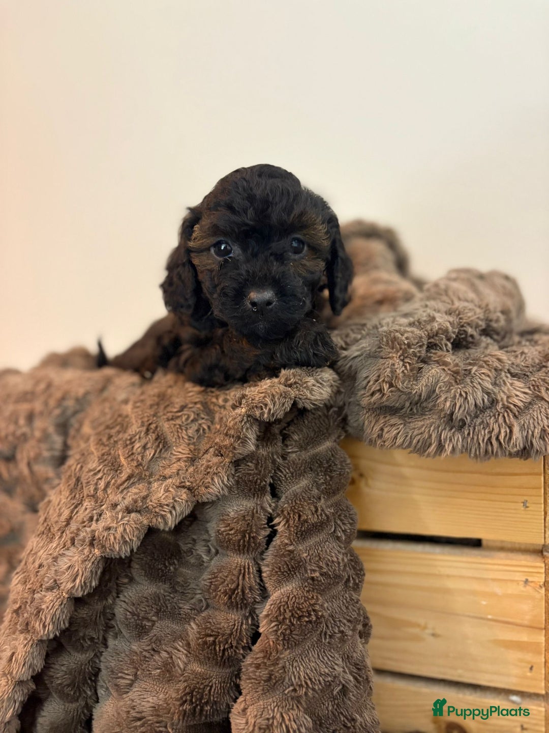 Maltipoo honden te koop: Maltipoo mini pup - Advertentie 5