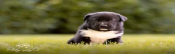 Kruising honden te koop: Huskador pupjes (labrador x Husky) - Advertentie 19