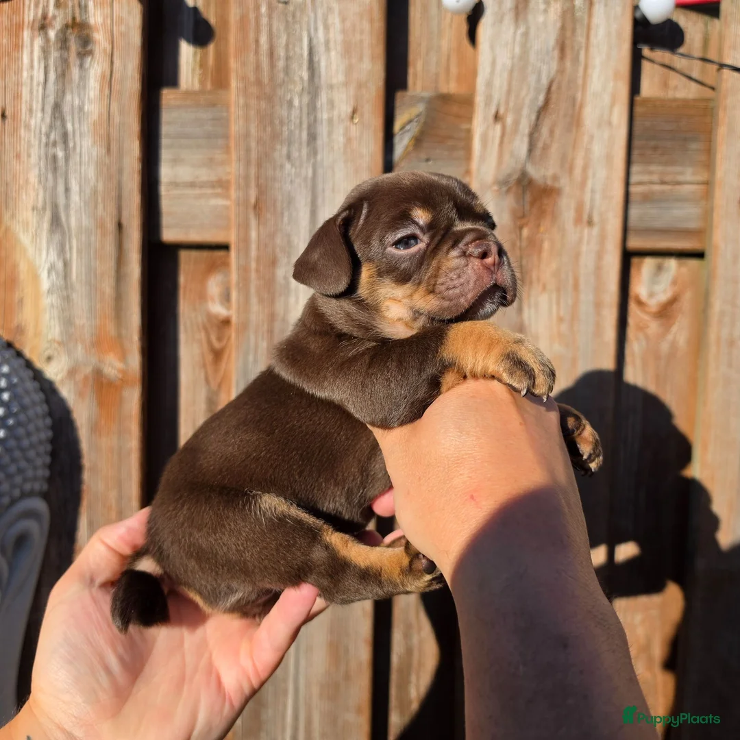 Franse Bulldog honden te koop: Franse bulldog pups  - Advertentie 1