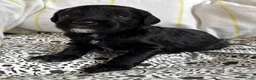 Labradoodle honden te koop: Labradoodle / 'Dubbel Doodle' pups geboren! - Advertentie 15