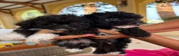 Poedel Toy honden te koop: Toy poedelpups in Bussum - Advertentie 6