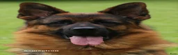Duitse Herder honden ter dekking:  Duitse herder Dekreu HD en ED vrij - Advertentie 1