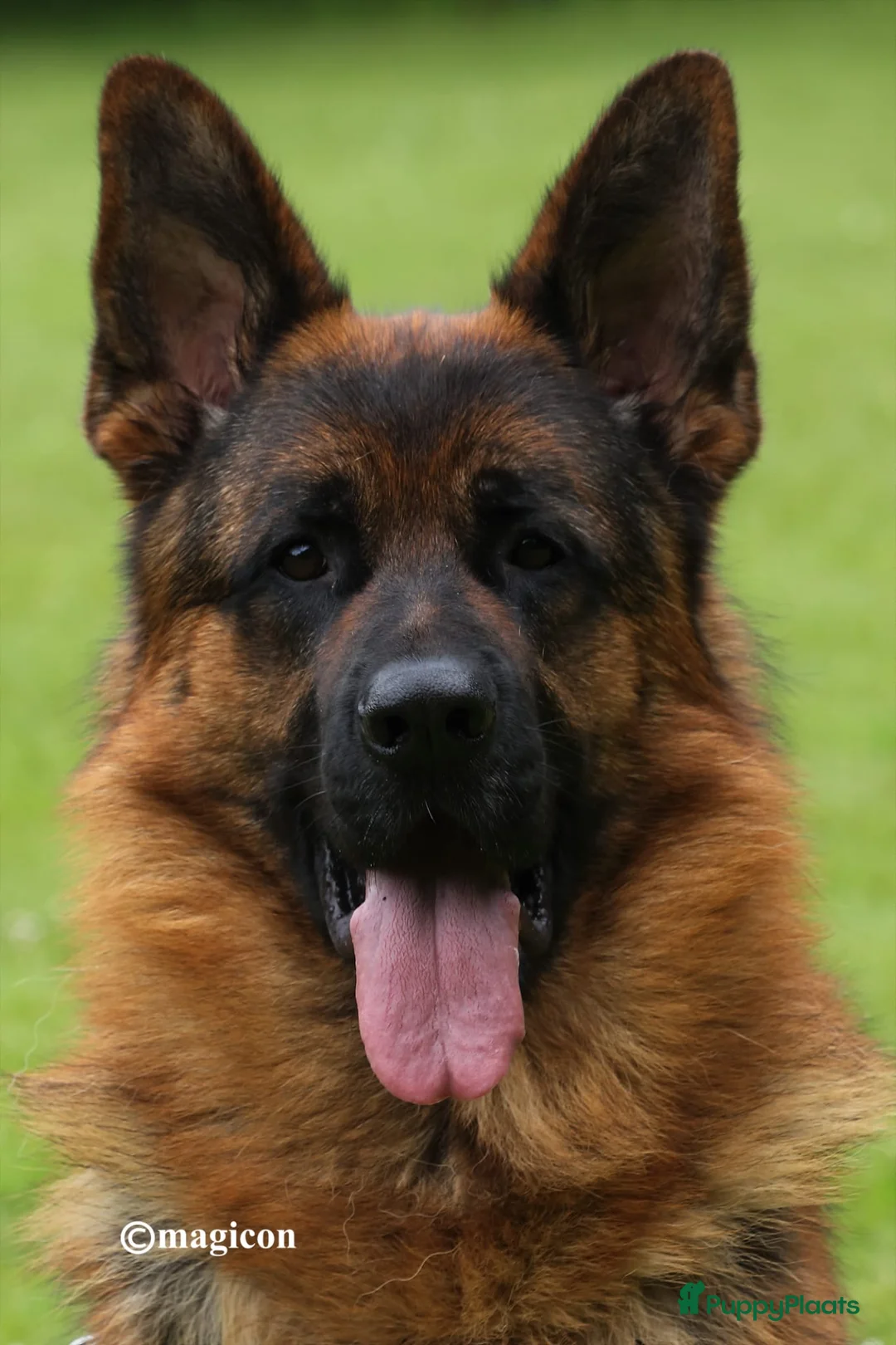 Duitse Herder honden ter dekking:  Duitse herder Dekreu HD en ED vrij - Advertentie 1