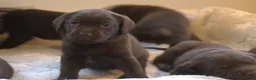 Labrador Retriever honden te koop: Prachtige chocoladebruine Labrador pups - Advertentie 15