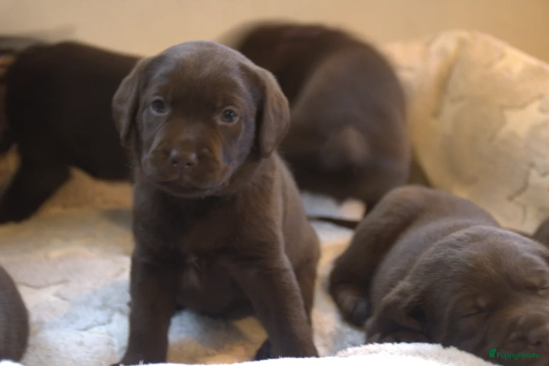 Labrador Retriever honden te koop: Prachtige chocoladebruine Labrador pups - Advertentie 15