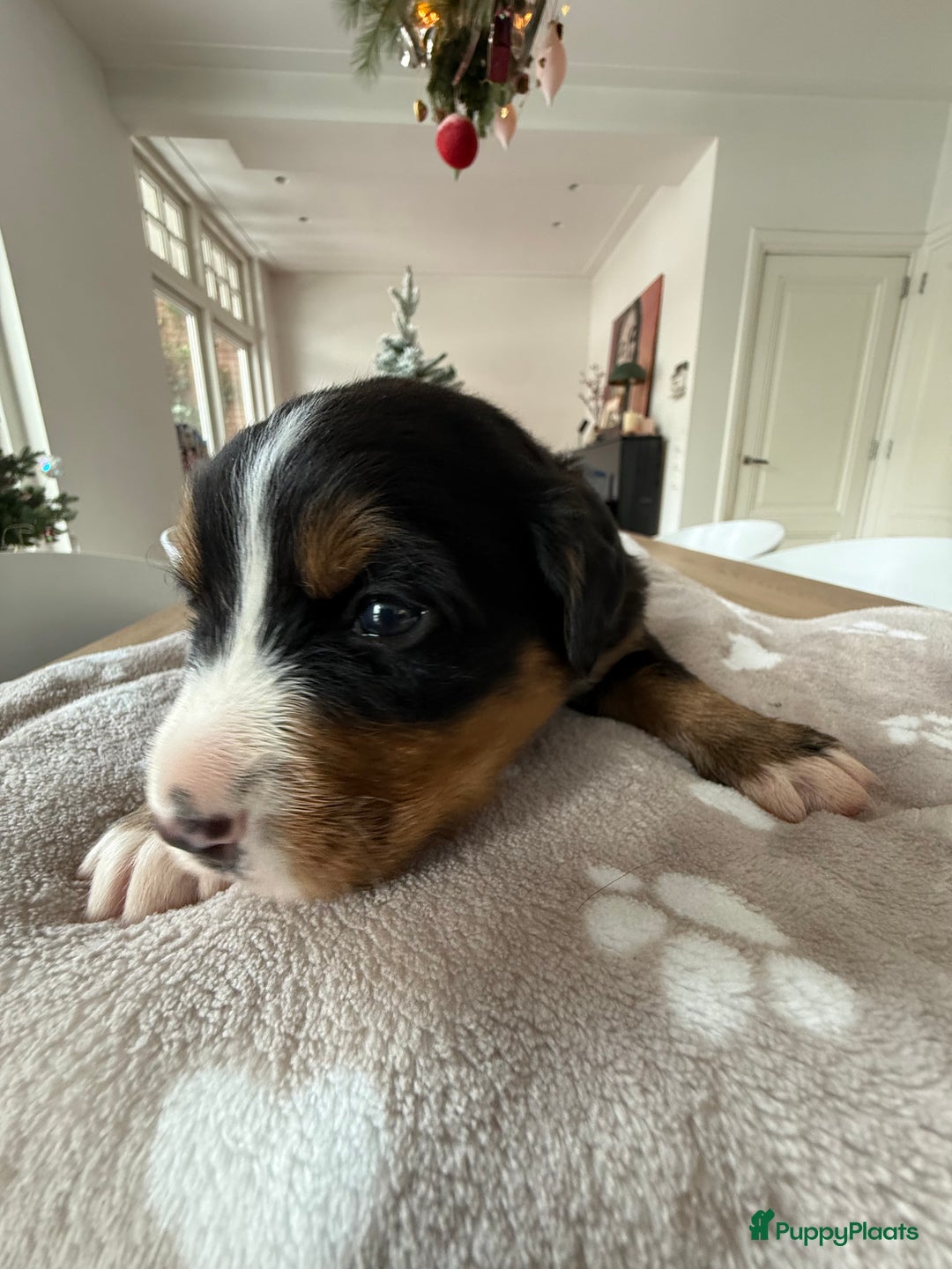 Berner Sennenhond honden te koop: Berner Sennen puppy's zoeken een liefdevol huis - Advertentie 15
