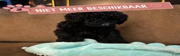 Poedel honden te koop: Koningspoedel grote poedel pups MOGEN NU WEG - Advertentie 7