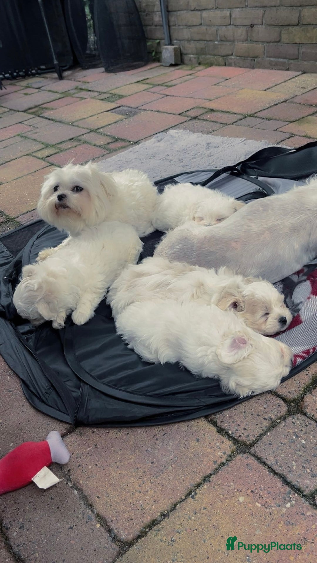 Maltezer honden ter dekking: Maltezer  in Veendam - Afbeelding 2