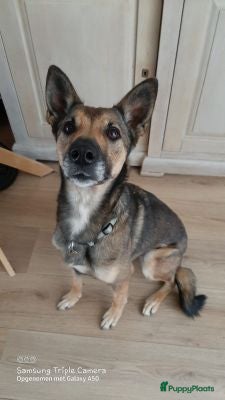 Kruising honden wie geeft pinta een heel fijn mandje een vriendje  - Advertentie 9