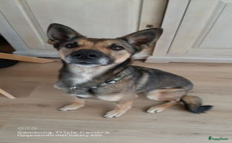 Kruising honden wie geeft pinta een heel fijn mandje een vriendje  - Advertentie 4