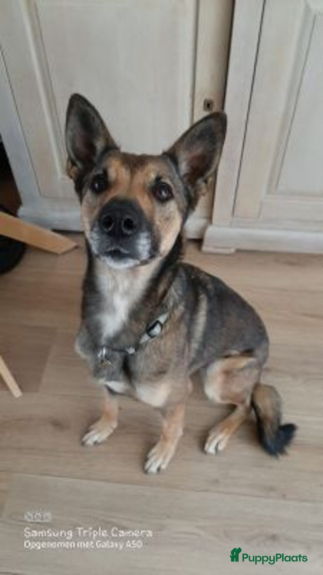 Kruising honden ter adoptie: wie geeft pinta een heel fijn mandje een vriendje  - Advertentie 1