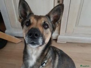 Kruising honden wie geeft pinta een heel fijn mandje een vriendje - Advertentie 14