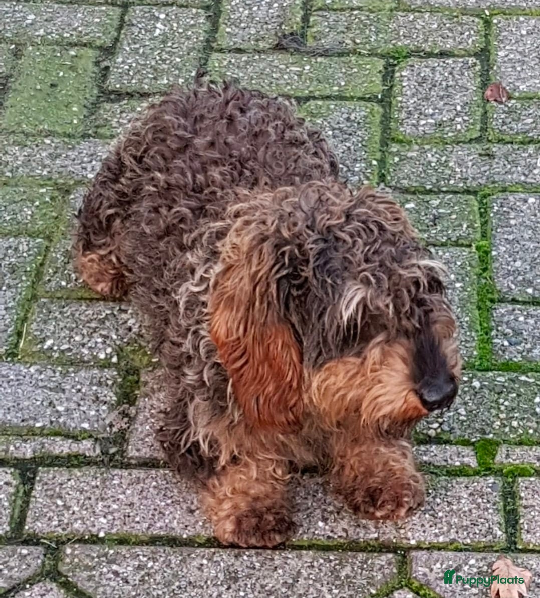 Koos
