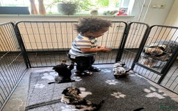 Labradoodle honden te koop: Knuffelhondjes - Afbeelding 12