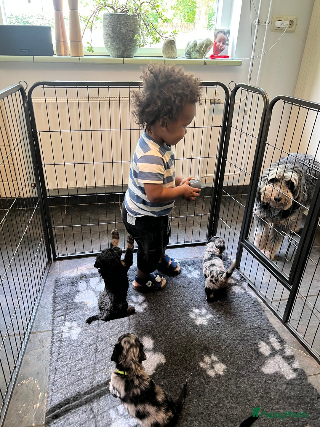 Labradoodle honden te koop: Knuffelhondjes - Afbeelding 12