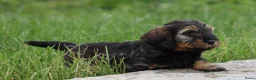 Ruwhaar Teckel honden te koop: Teckel pups ruwhaar - Advertentie 23