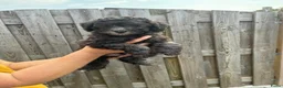 Kruising honden te koop: Prachtige dwerg/toy poedel puppys - Advertentie 20