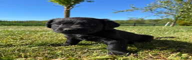 Kruising Puppy 4