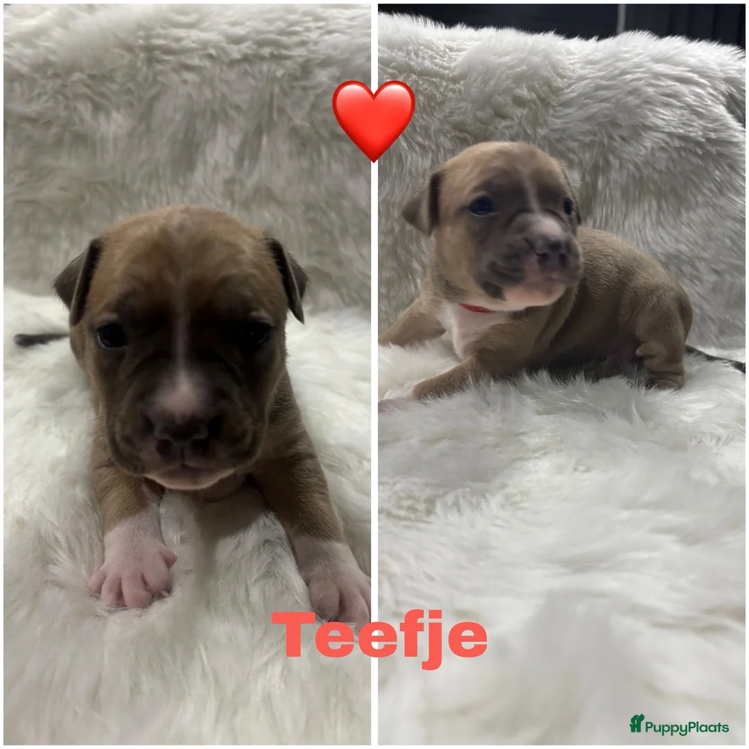 American Staffordshire Terriër honden te koop: Amerikaanse Stafford pups - Advertentie 4