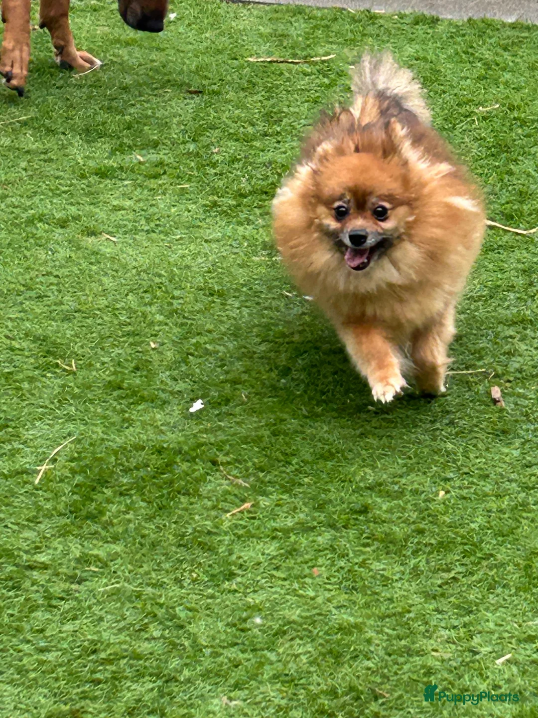 Kruising honden te koop: Pomapoo pupjes  - Advertentie 2