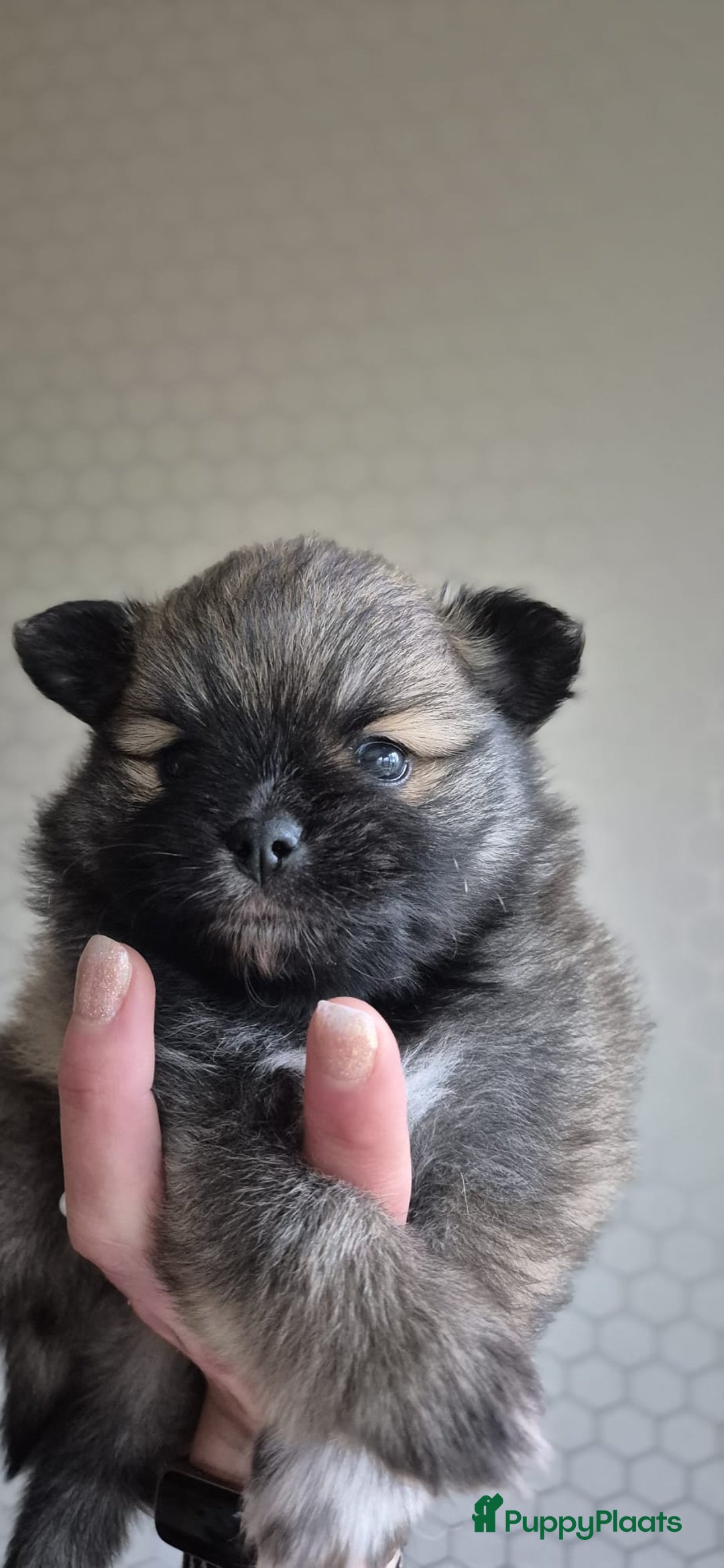 Pomsky honden te koop: Prachtige hondjes  - Advertentie 7