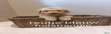Labradoodle 3