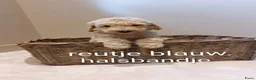 Labradoodle honden te koop: Prachtige Labradoodles - Advertentie 3