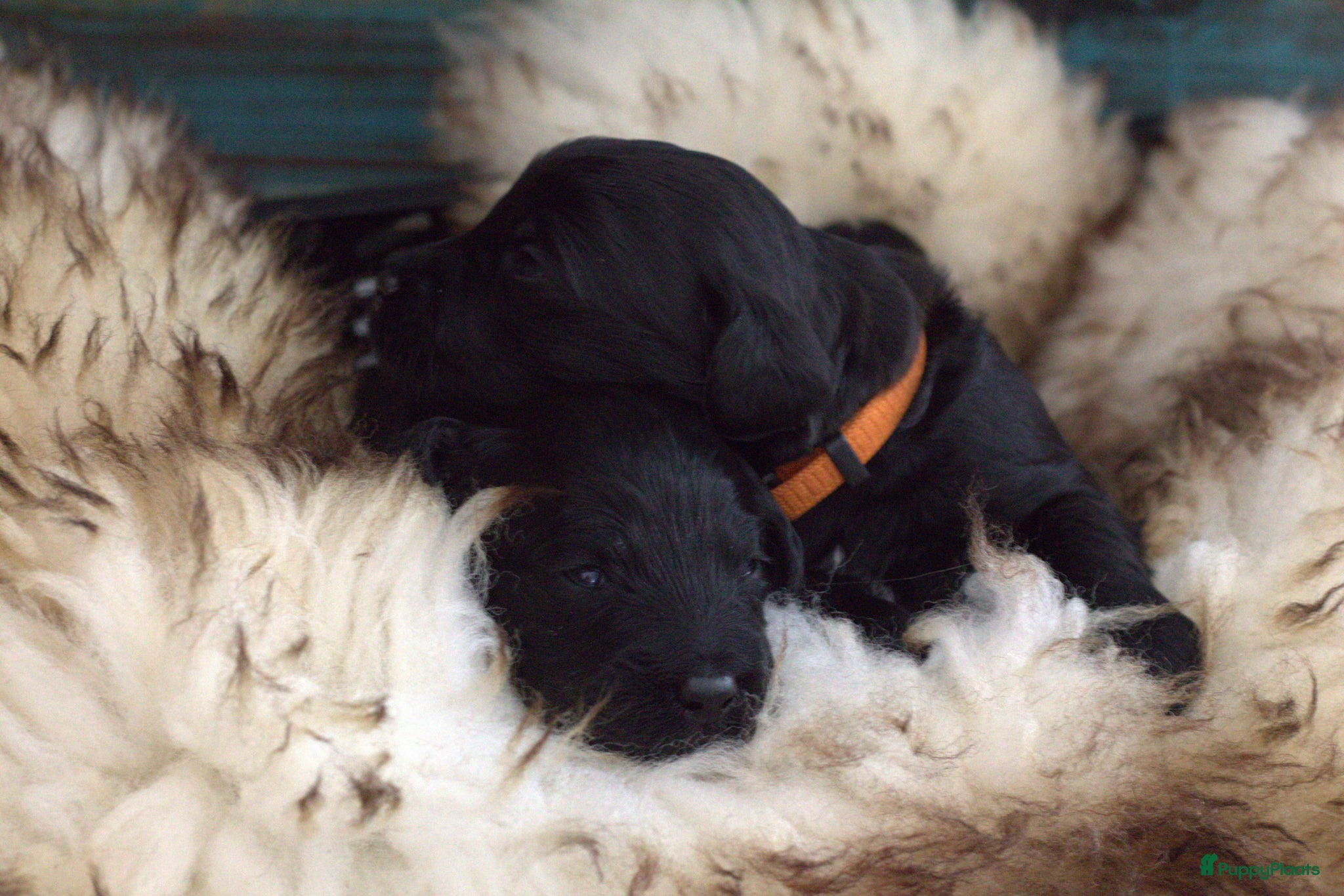 Labradoodle honden te koop: Prachtige Labradoodle pups mogen verhuizen  - Advertentie 22