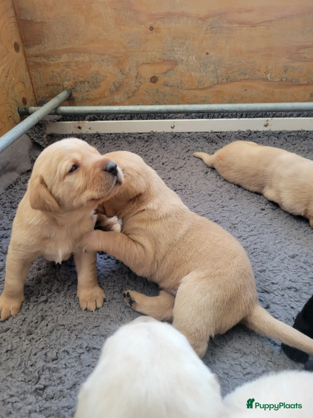 Labrador Retriever honden te koop: STAMBOOM FIELDTRIAL LABRADOR PUPS - Advertentie 9