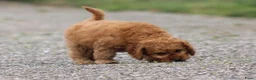 Cockapoo honden te koop: cockapoo pup, reutje - Advertentie 17